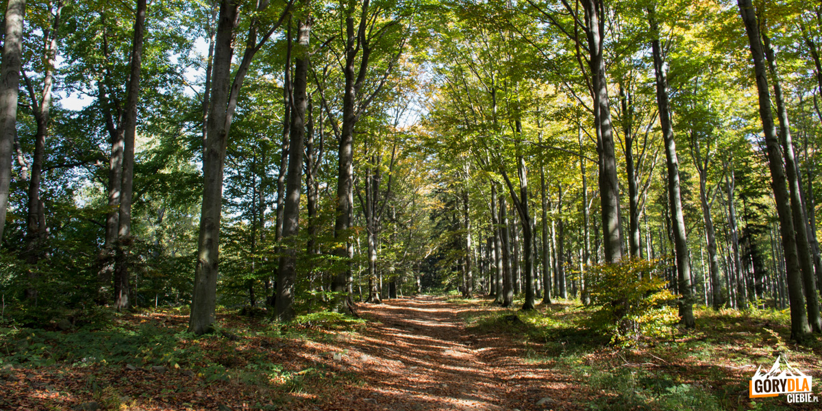 Zielony szlak prowadzi urokliwym leśnym traktem