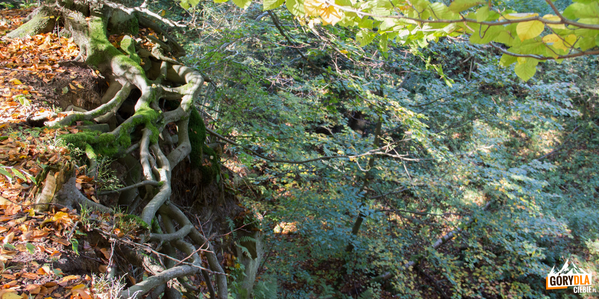 Fantazyjne korzenie drzew przy szlaku na grani Kamiennika