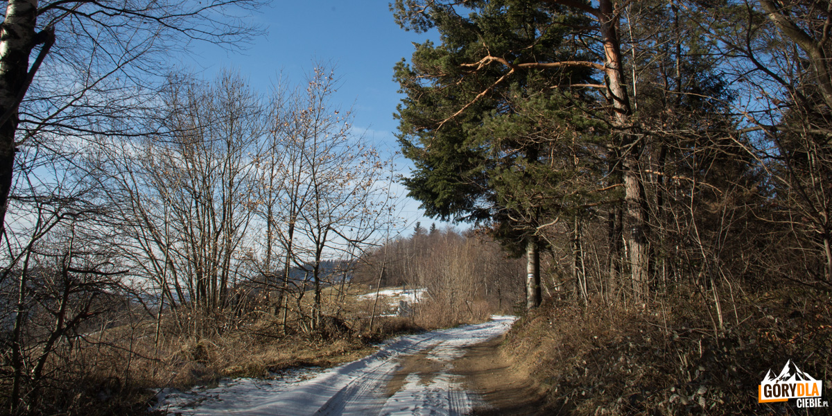 Szutrpwa droga z osiedla Stolarzówka do wieży widokowej pod Jaworzem (921 m)