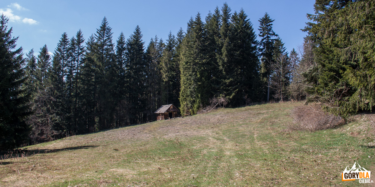 Polana pod szczytem Wierzbanowskiej Góry