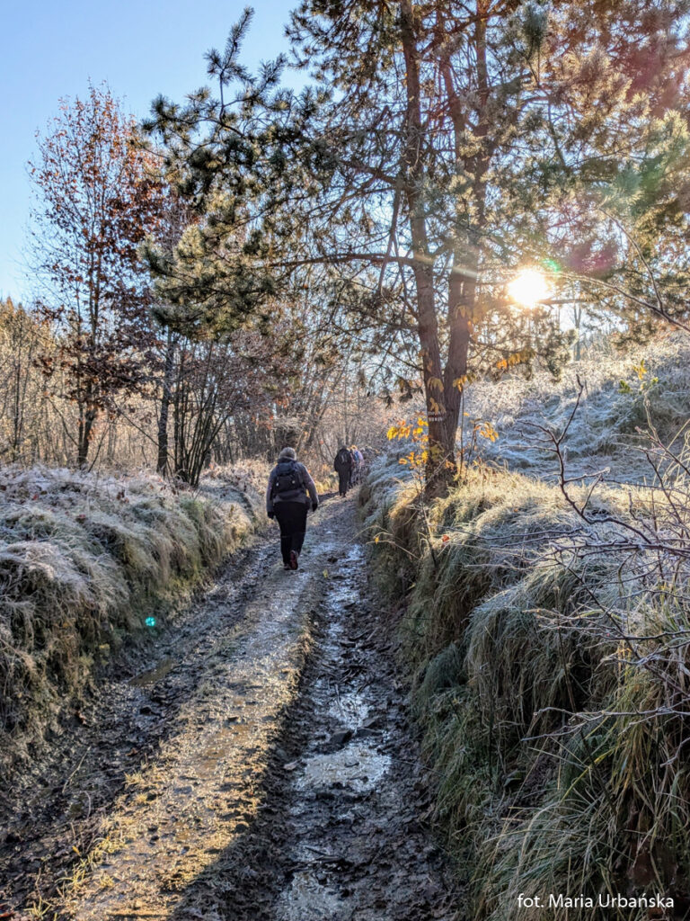 W drodze na Babicę w Beskidzie Makowskim
