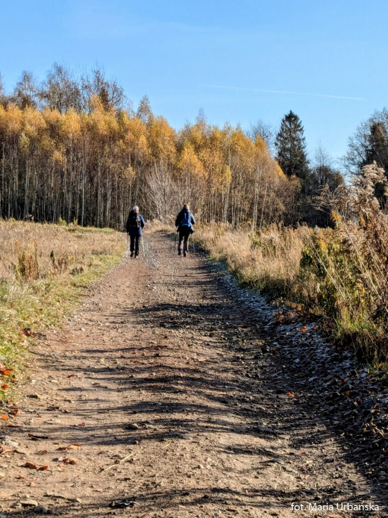 W drodze na Babicę w Beskidzie Makowskim