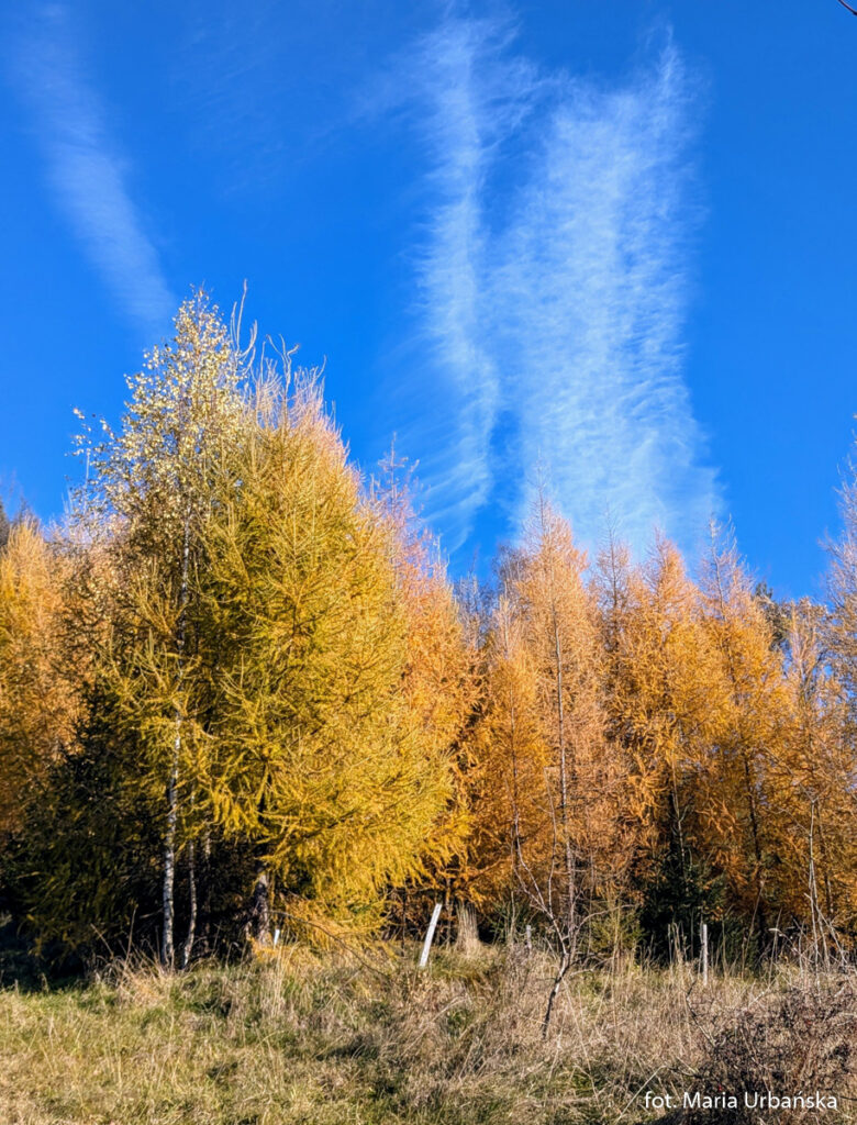 Kolorowe lasy w rejonie Babicy