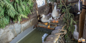 Żywa Szopka Szczyrzyc