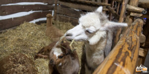 Żywa Szopka Szczyrzyc