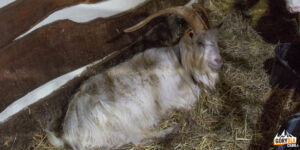 Żywa Szopka Szczyrzyc