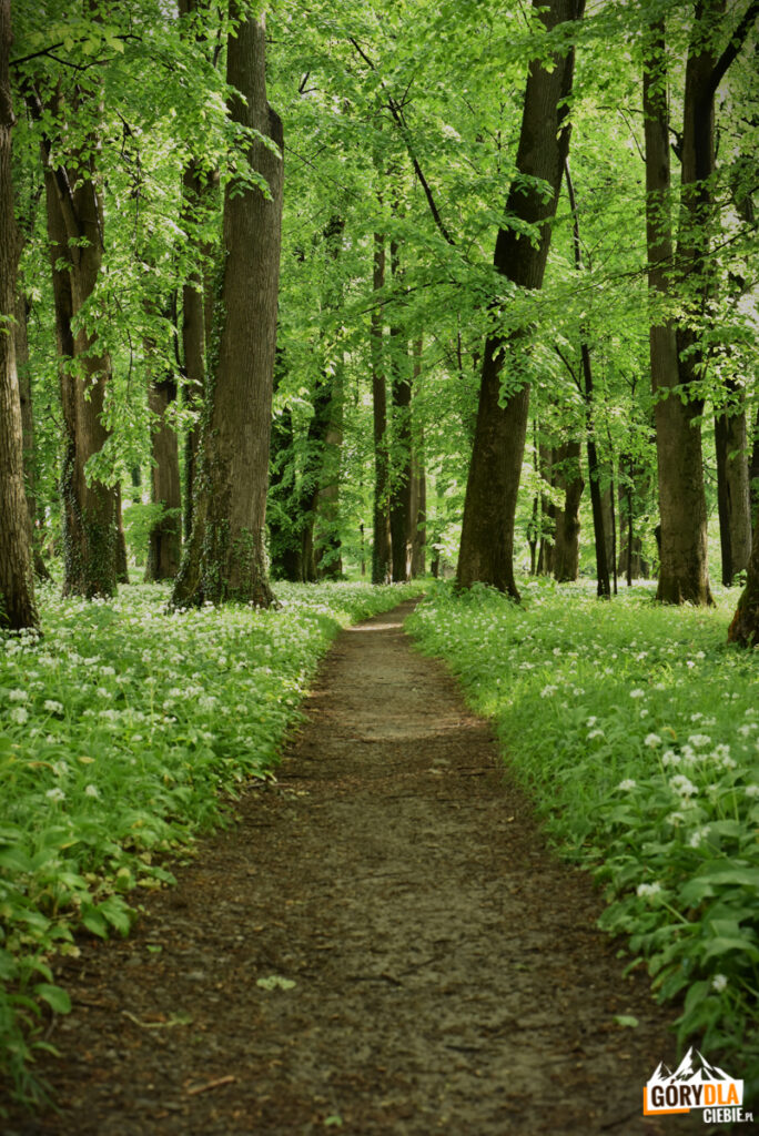 Pałac Tarnowskich w Dukli