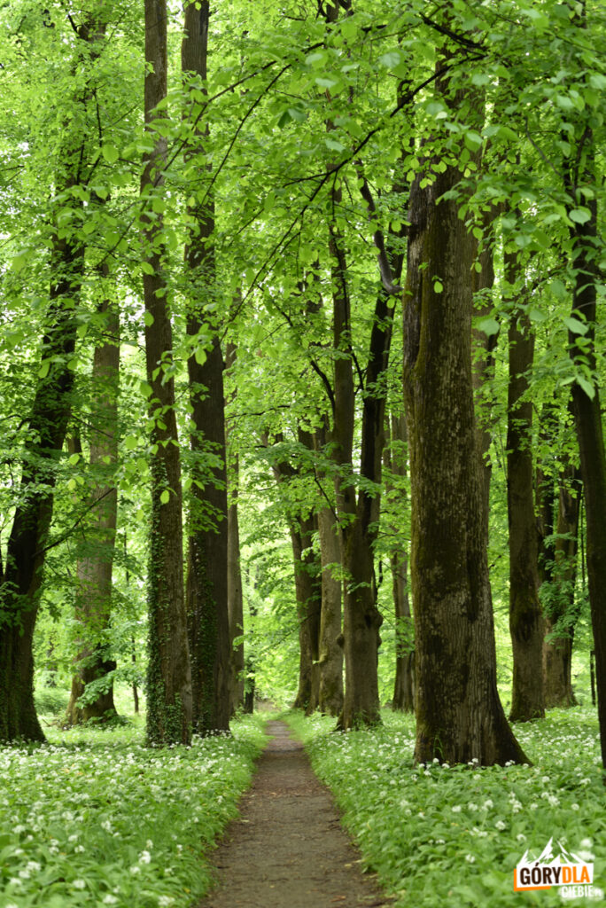 Park pałacowy w Dukli