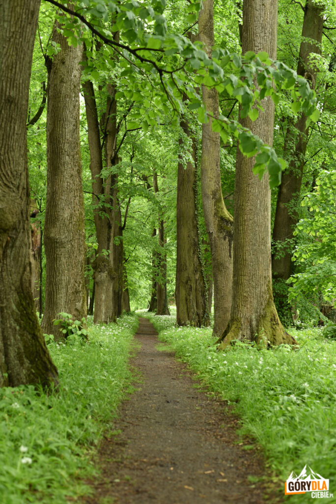 Park pałacowy w Dukli