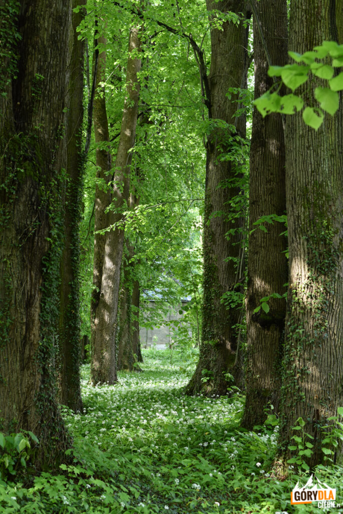 Park pałacowy w Dukli