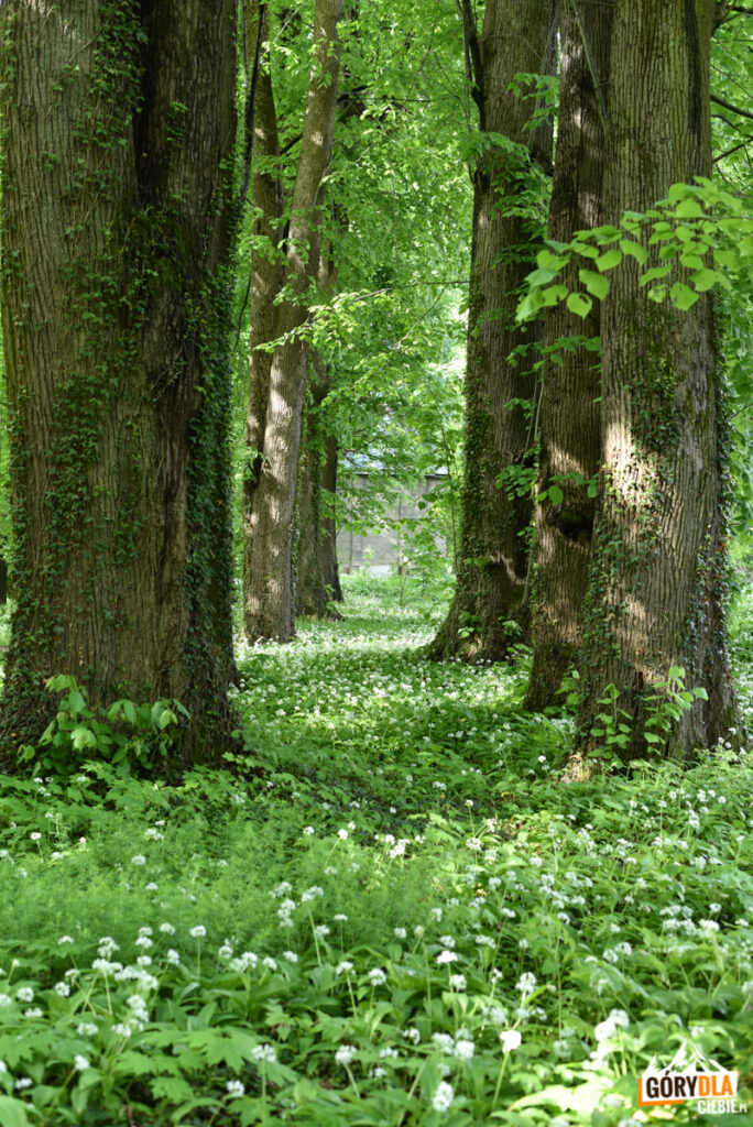 Park pałacowy w Dukli
