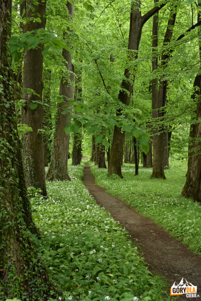 Park pałacowy w Dukli