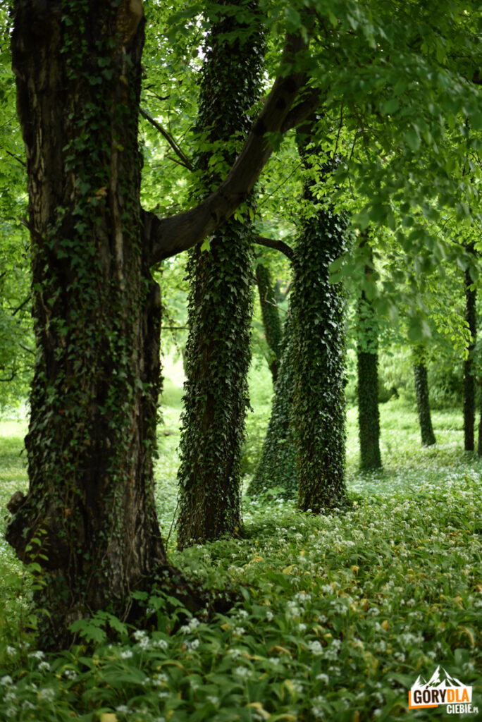 Pałac Tarnowskich w Dukli