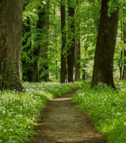 Park pałacowy w Dukli