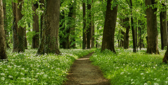 Park pałacowy w Dukli