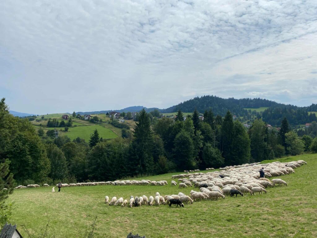 Wypas owiec na polanie koło domku w Hałuszowej