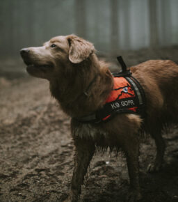 „Przyjaźń Łączy – Wspólnie dla Zwierząt”