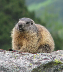 Świstak tatrzański