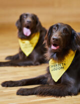 Przyjaźń Łączy – Wspólnie dla Zwierząt