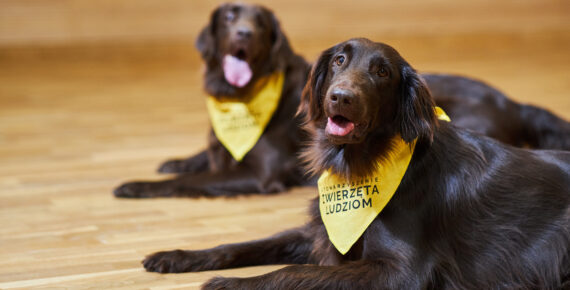 Przyjaźń Łączy – Wspólnie dla Zwierząt